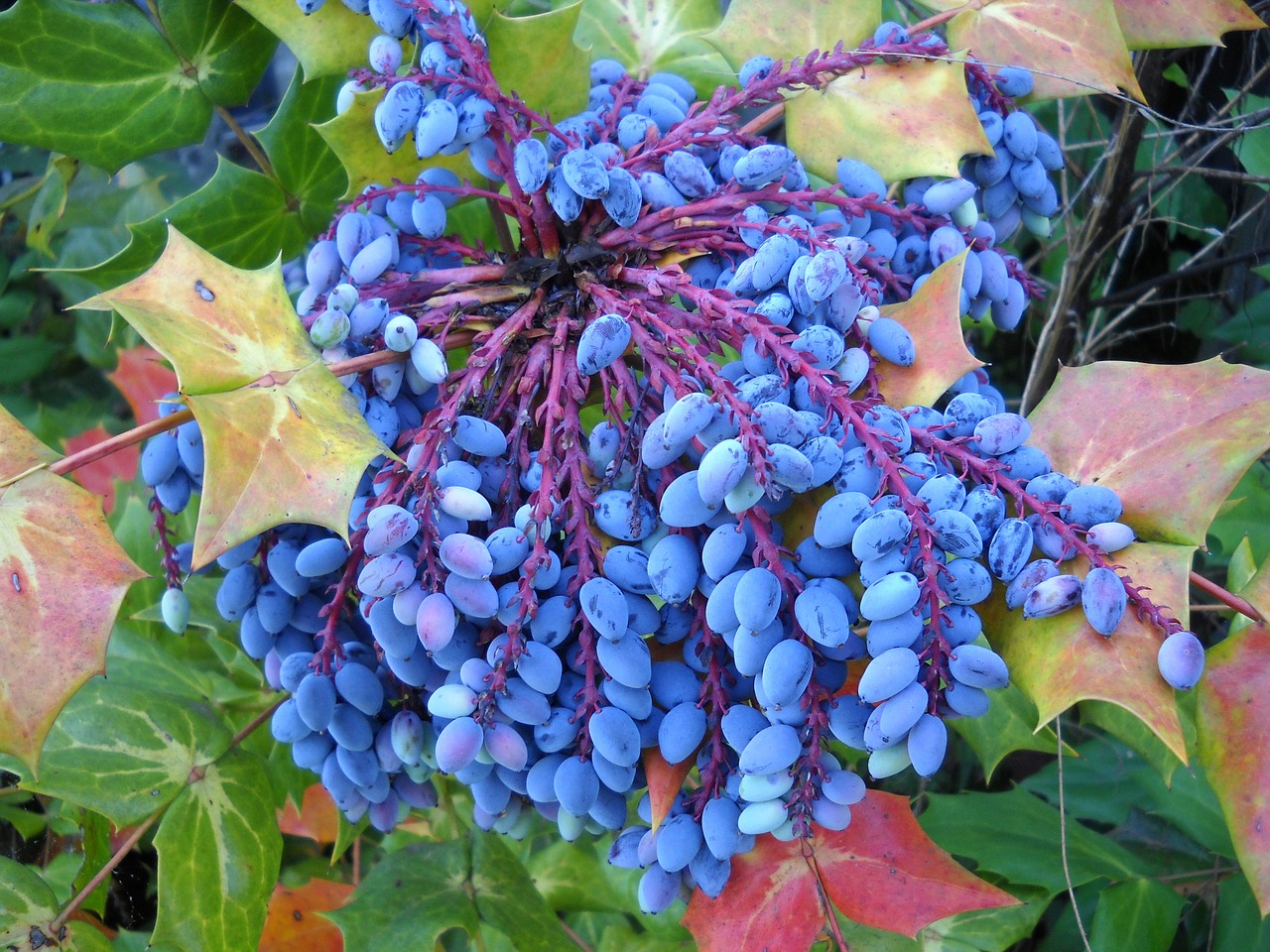 mahonia berries leather leaf free photo