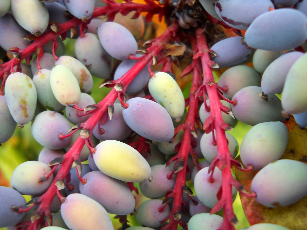 mahonia berries leather leaf free photo
