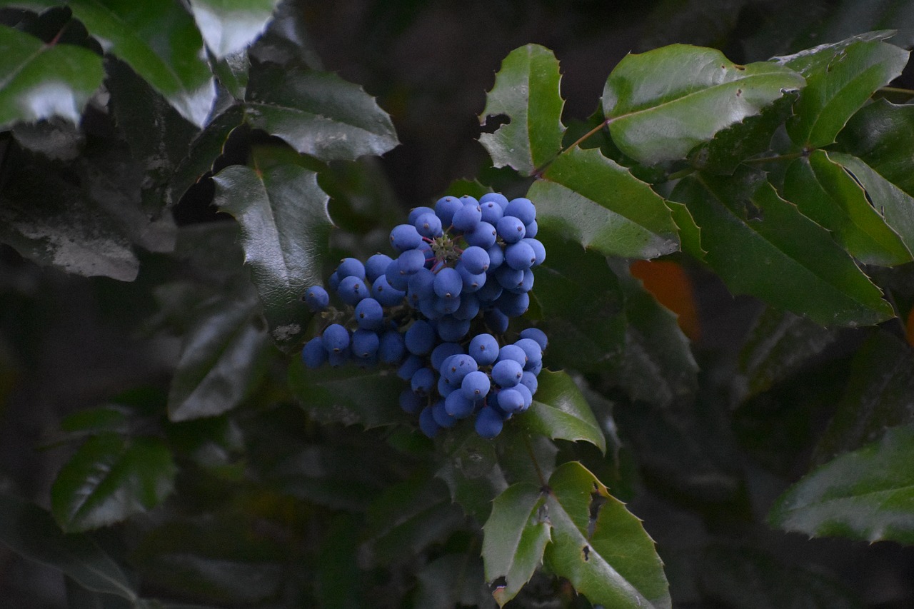 mahonia  fruit  leaves free photo