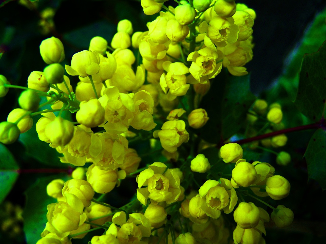 mahonia yellow flower spring free photo