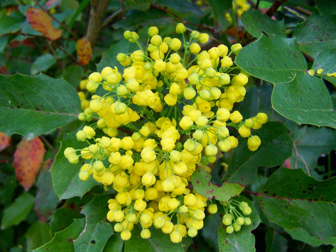 mahonia flower yellow flower spring free photo