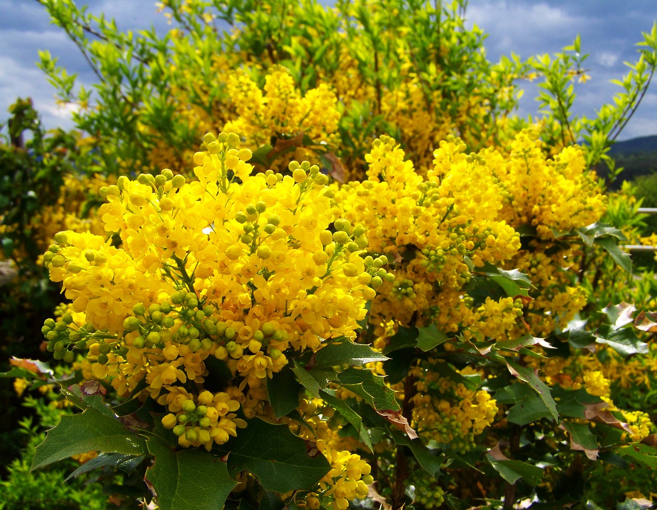 mahonia flower yellow flower spring free photo