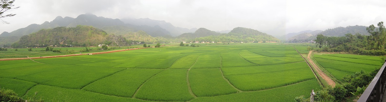 mai chau vietnam rice fields free photo
