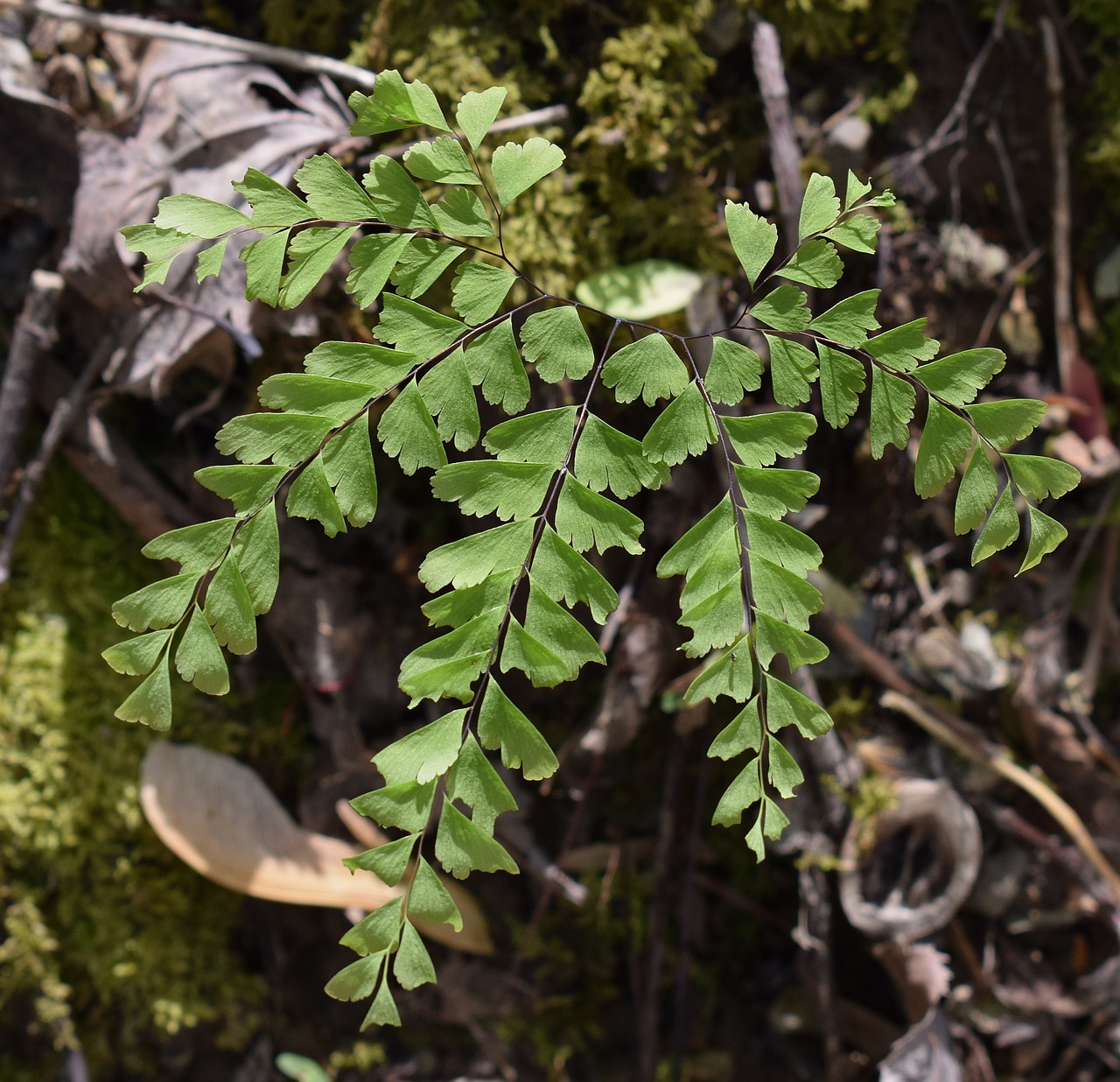 maidenhair fern fern plant free photo