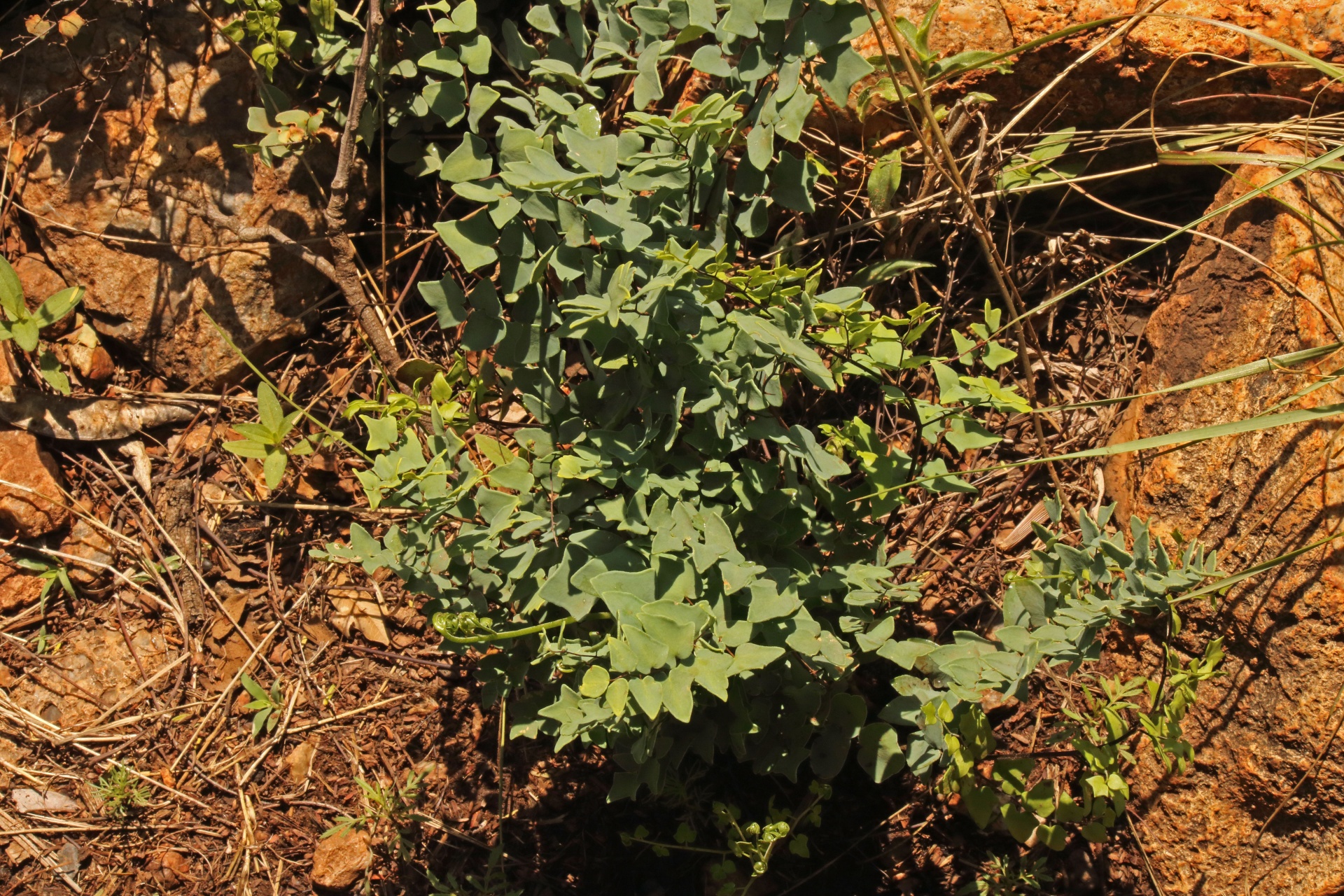 plant green fern free photo