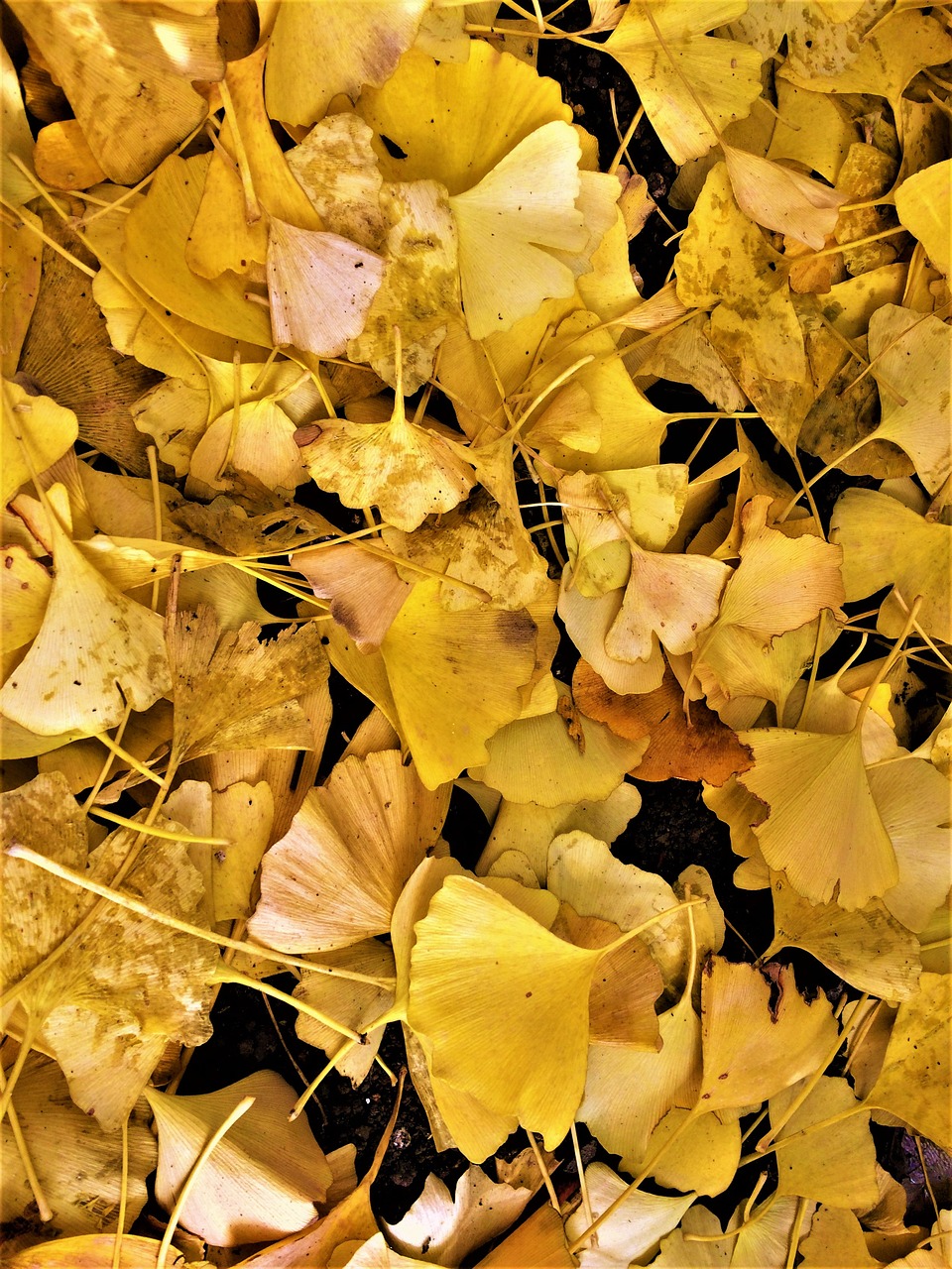 maidenhair tree gingko tree yellow leaves free photo