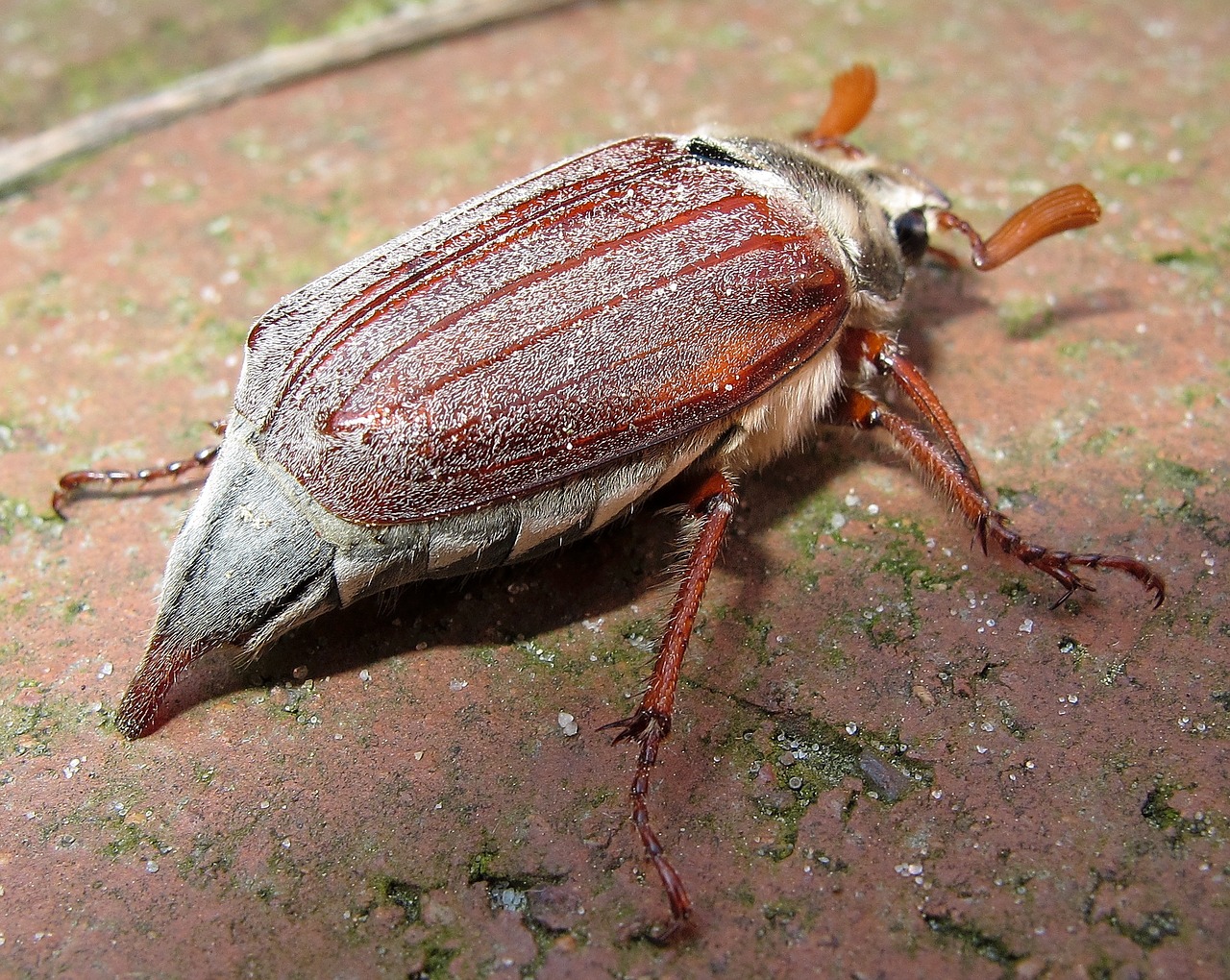 maikäfer beetle may