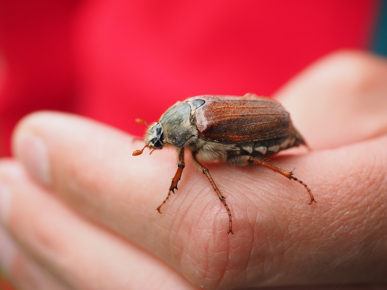 maikäfer beetle animal free photo