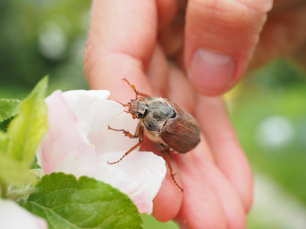 maikäfer beetle animal free photo