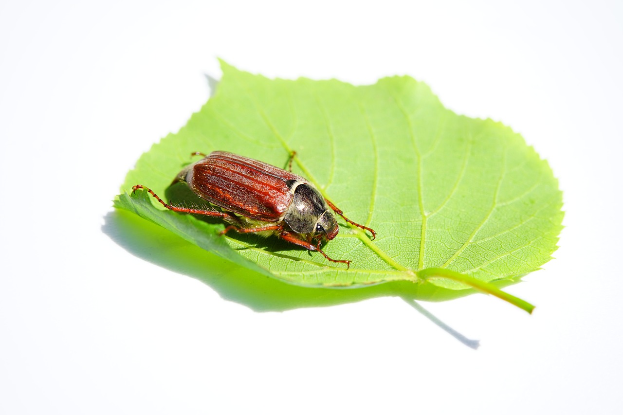 maikäfer cockchafer beetle free photo