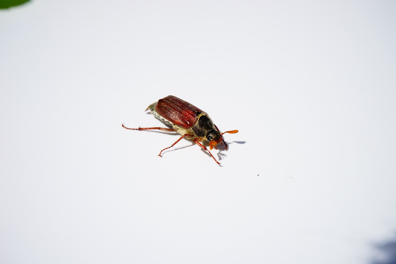 maikäfer cockchafer beetle free photo