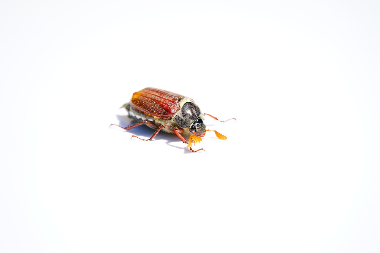 maikäfer cockchafer beetle free photo