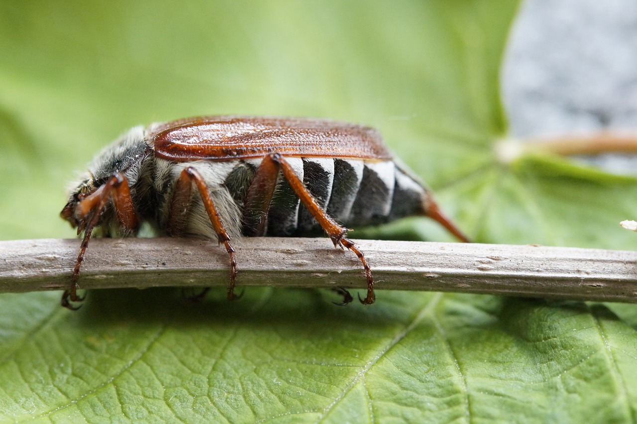 maikäfer may beetle free photo