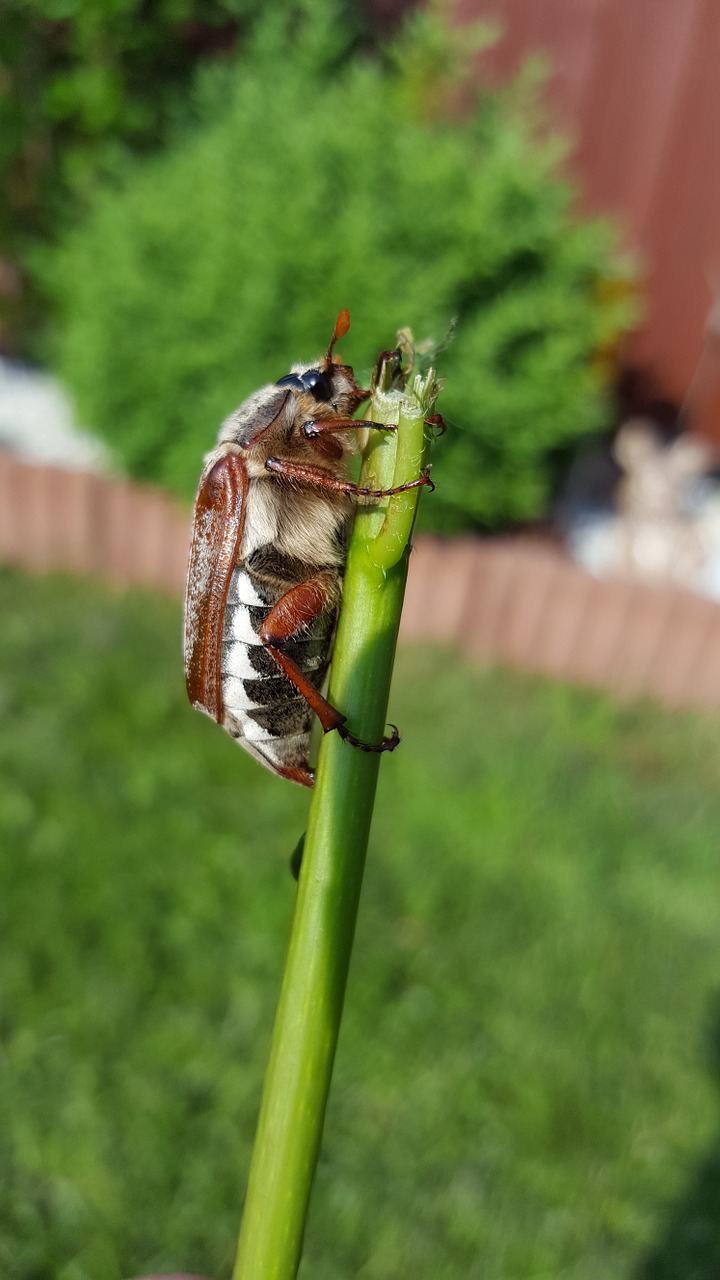 maikäfer beetle crawl free photo