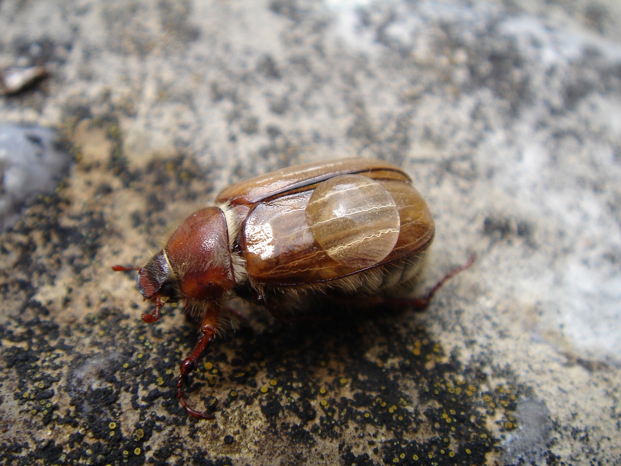 maikäfer beetle chafer free photo