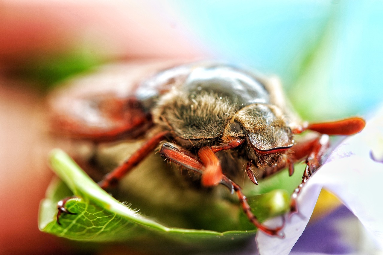 maikäfer  beetle  macro free photo