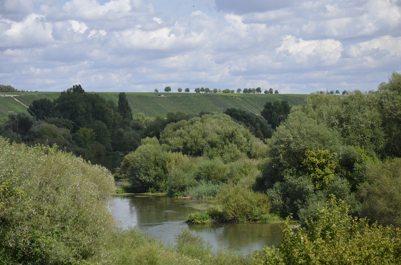 main  river  trees free photo