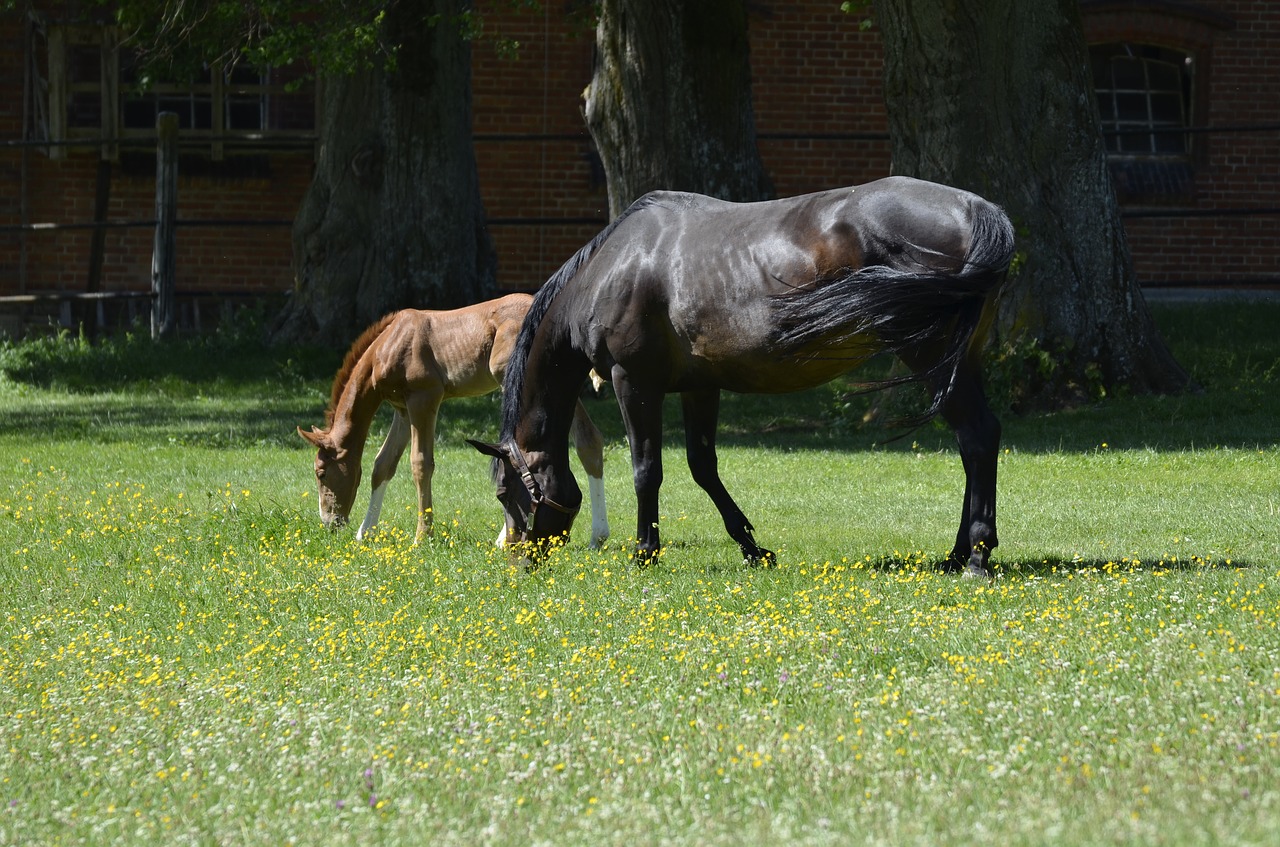 main and state stud marbach foal nature free photo