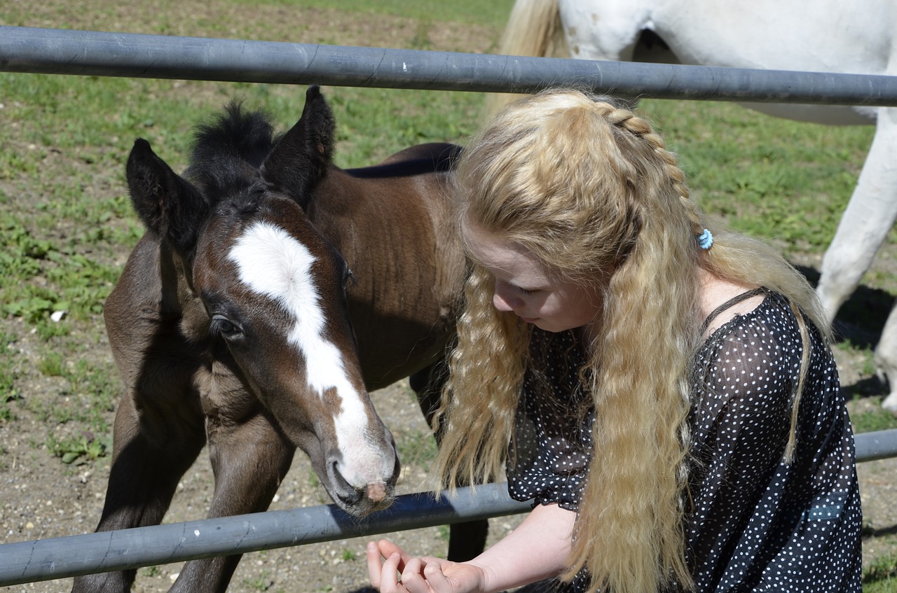 main and state stud marbach foal nature free photo