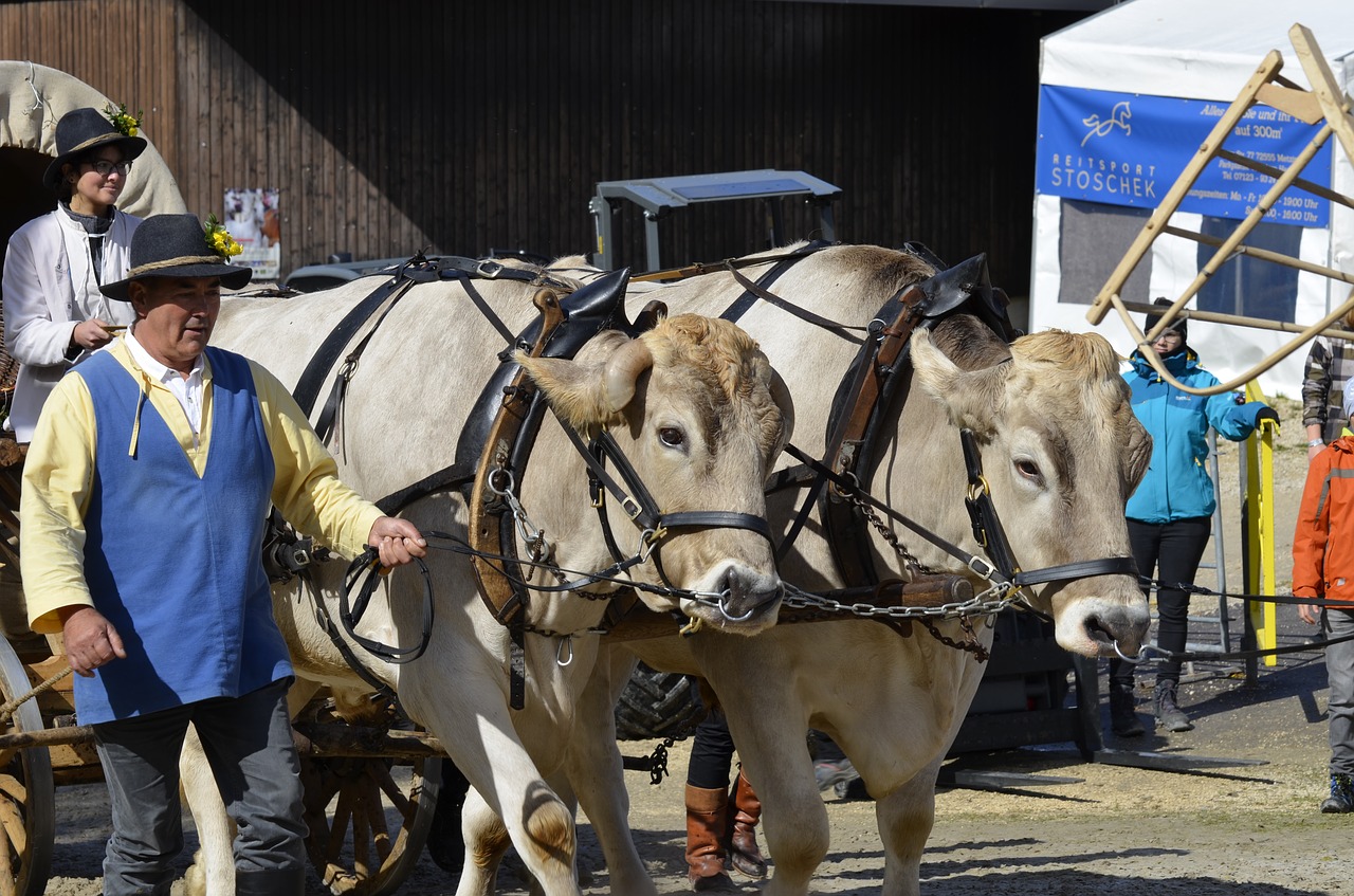 main and state stud marbach stallion parade bull free photo