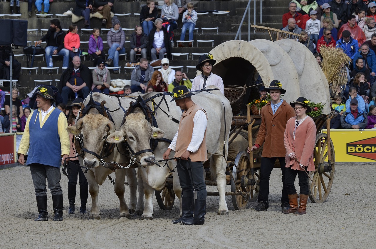 main and state stud marbach stallion parade bull-drawn carriage free photo