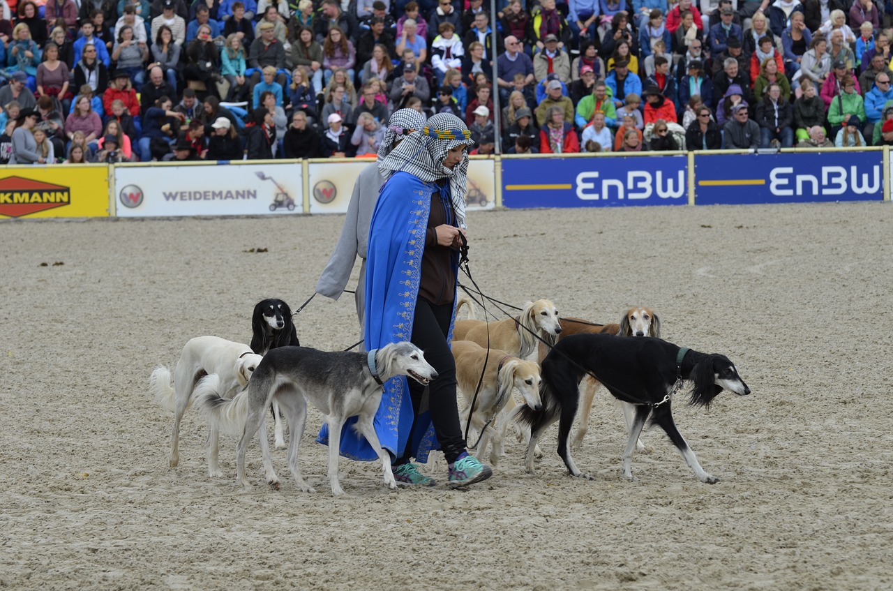 main and state stud marbach stallion parade greyhound free photo