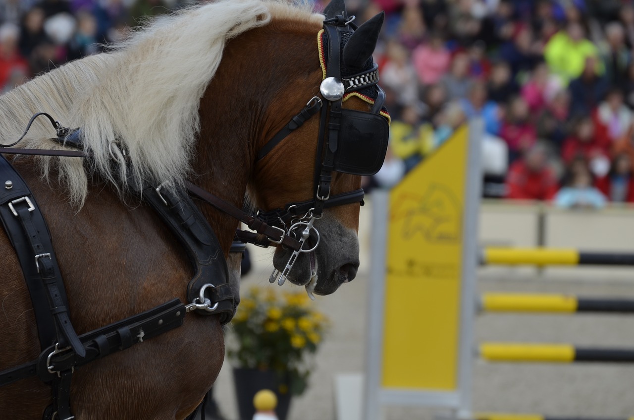 main and state stud marbach stallion parade in 2017 team free photo