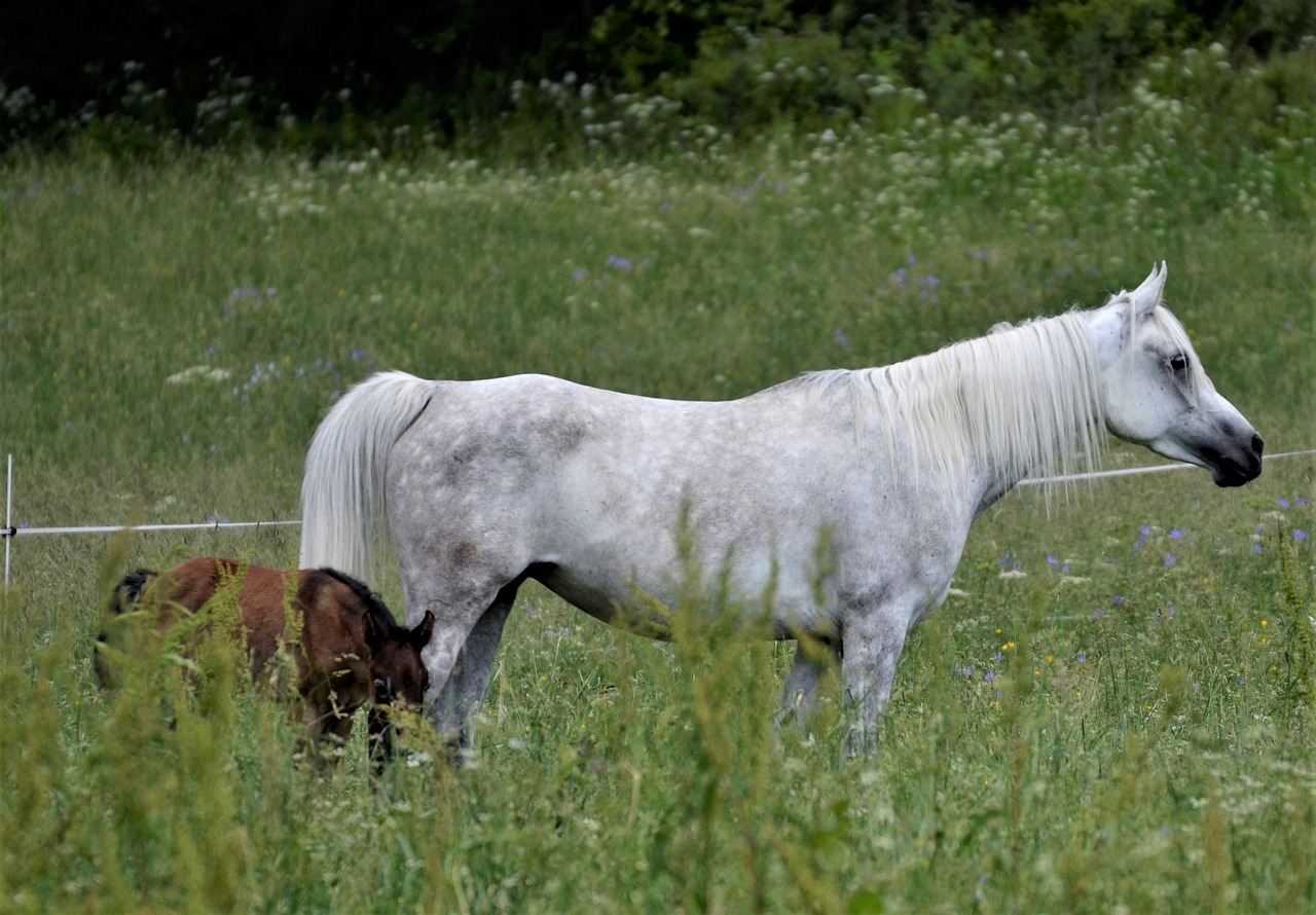 main and state stud marbach  thoroughbred arabian  foal free photo
