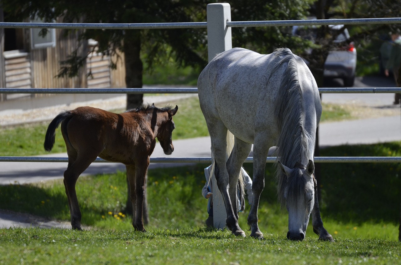 main and state stud marbach  arabs  mare free photo