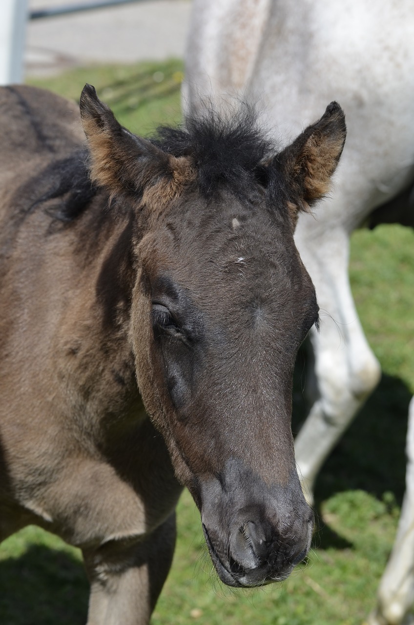 Blood horse. Грива коня. Самые страшные лошади в мире фото. Боргойский конь фото.