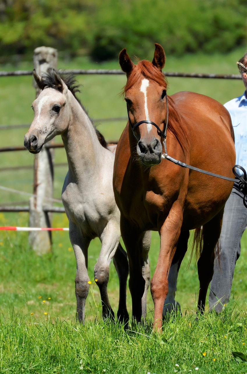 main and state stud marbach  the day of the arab  mare free photo