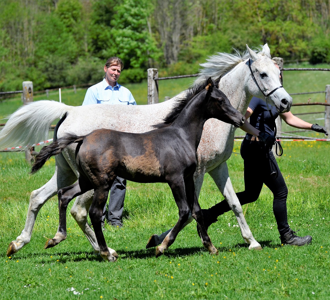 main and state stud marbach  the day of the arab  mare free photo