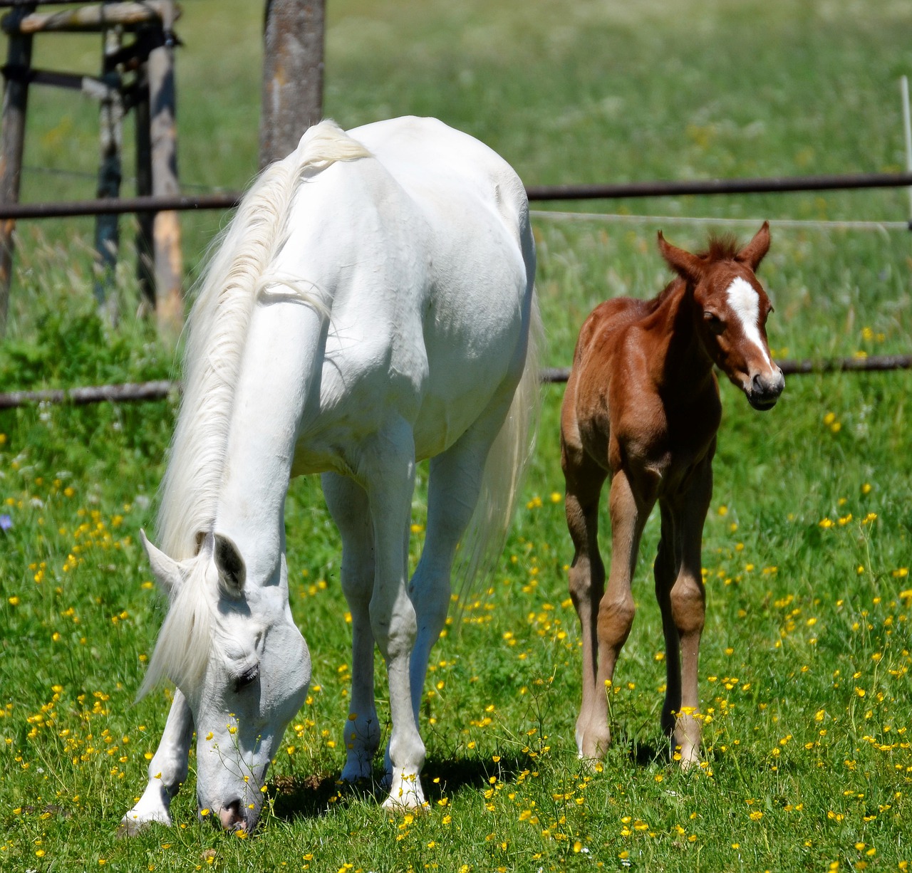 main and state stud marbach  the day of the arab  mare free photo