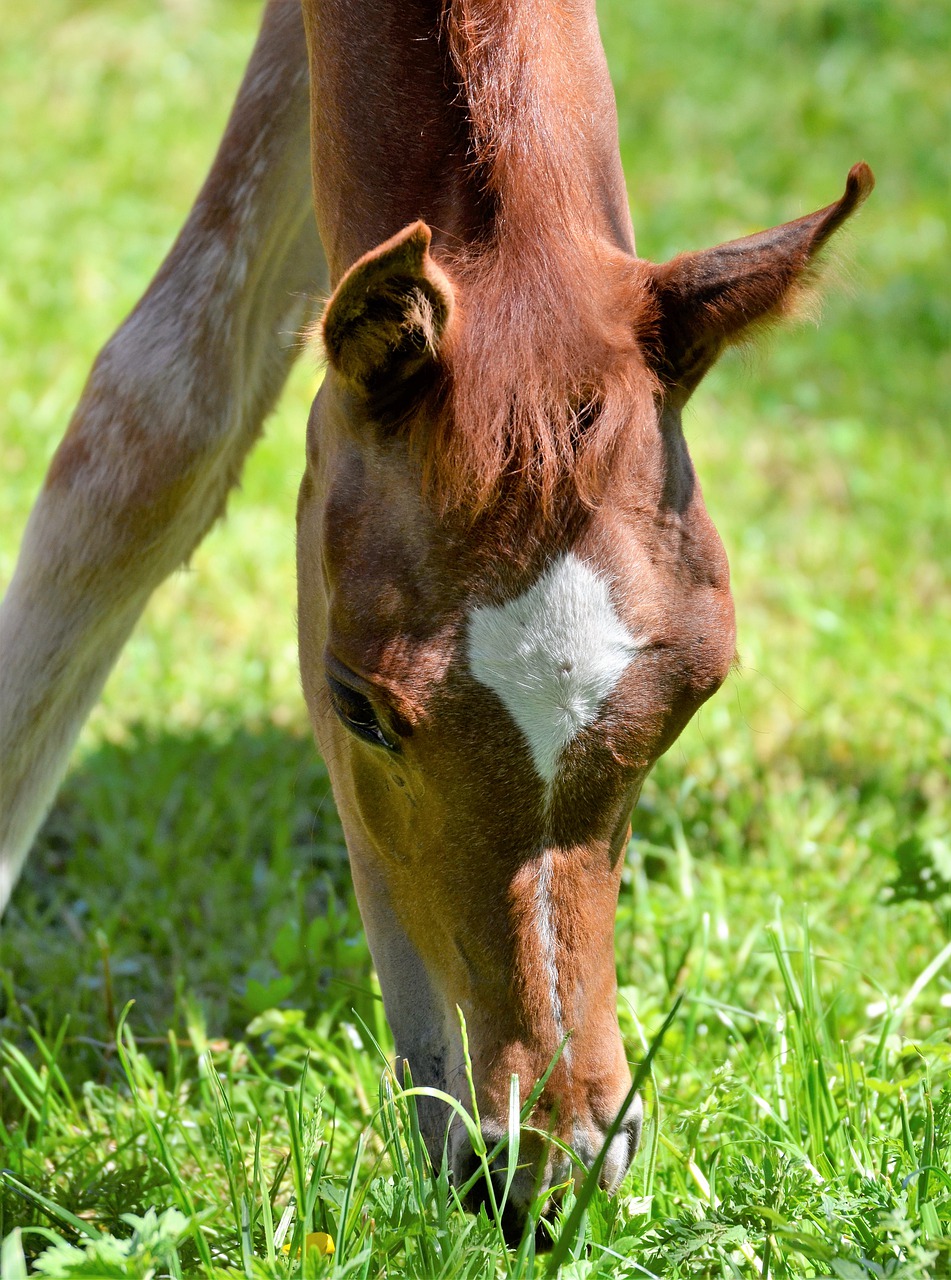 main and state stud marbach  the day of the arab  mare free photo