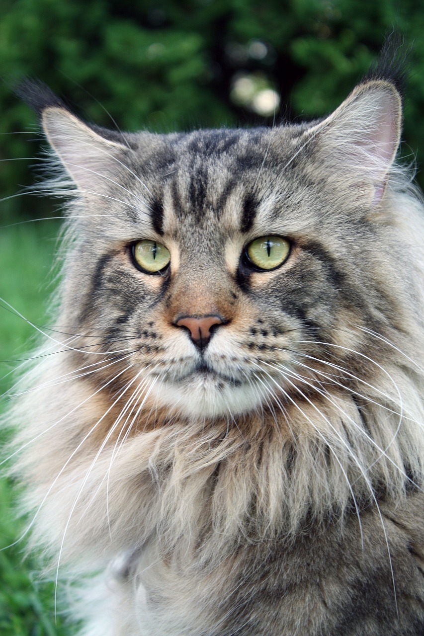 main coon cat large free photo