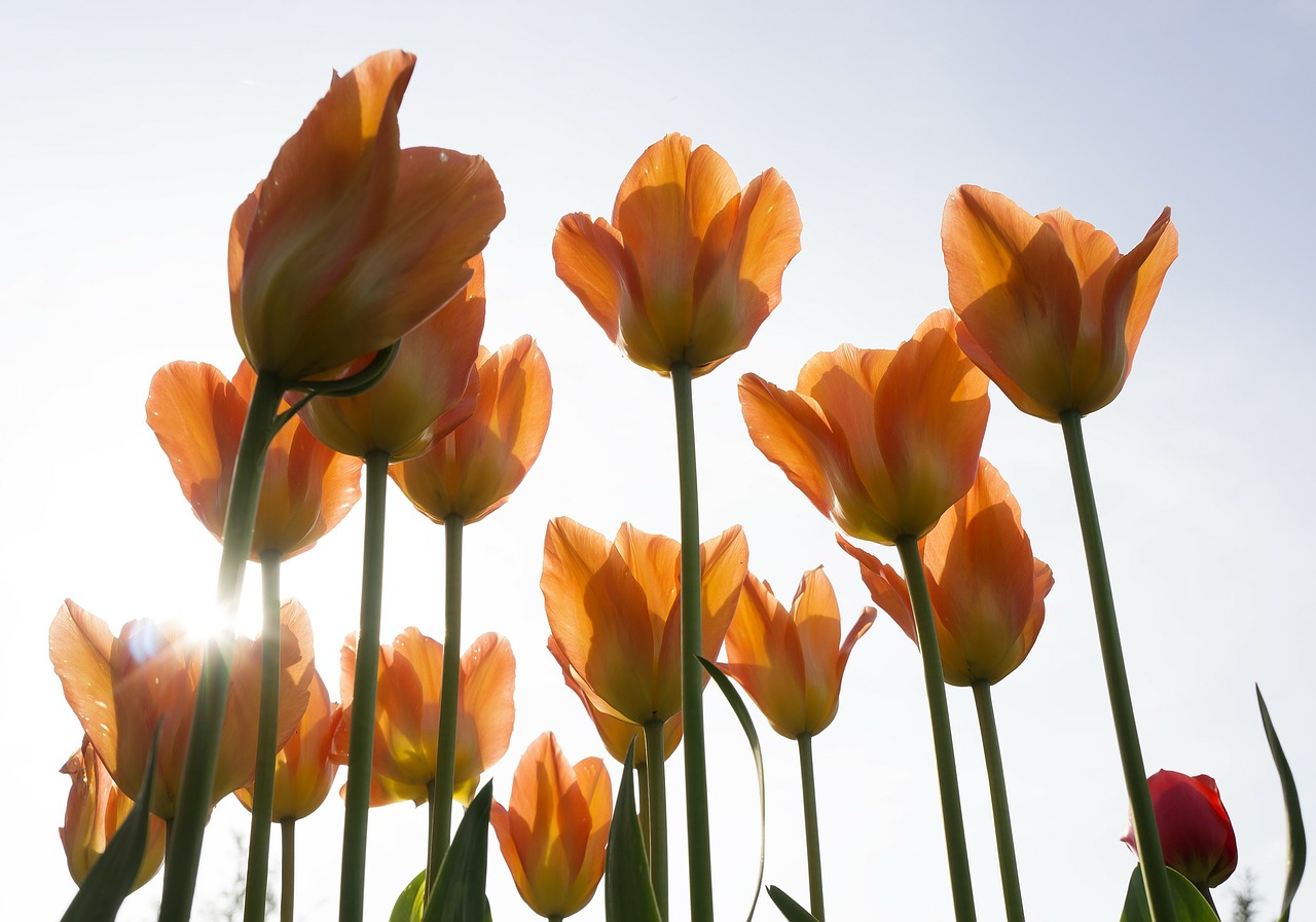 mainau orange flowers free photo