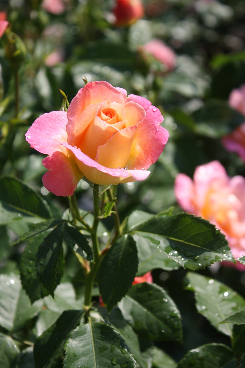 mainau  rose  rose bloom free photo