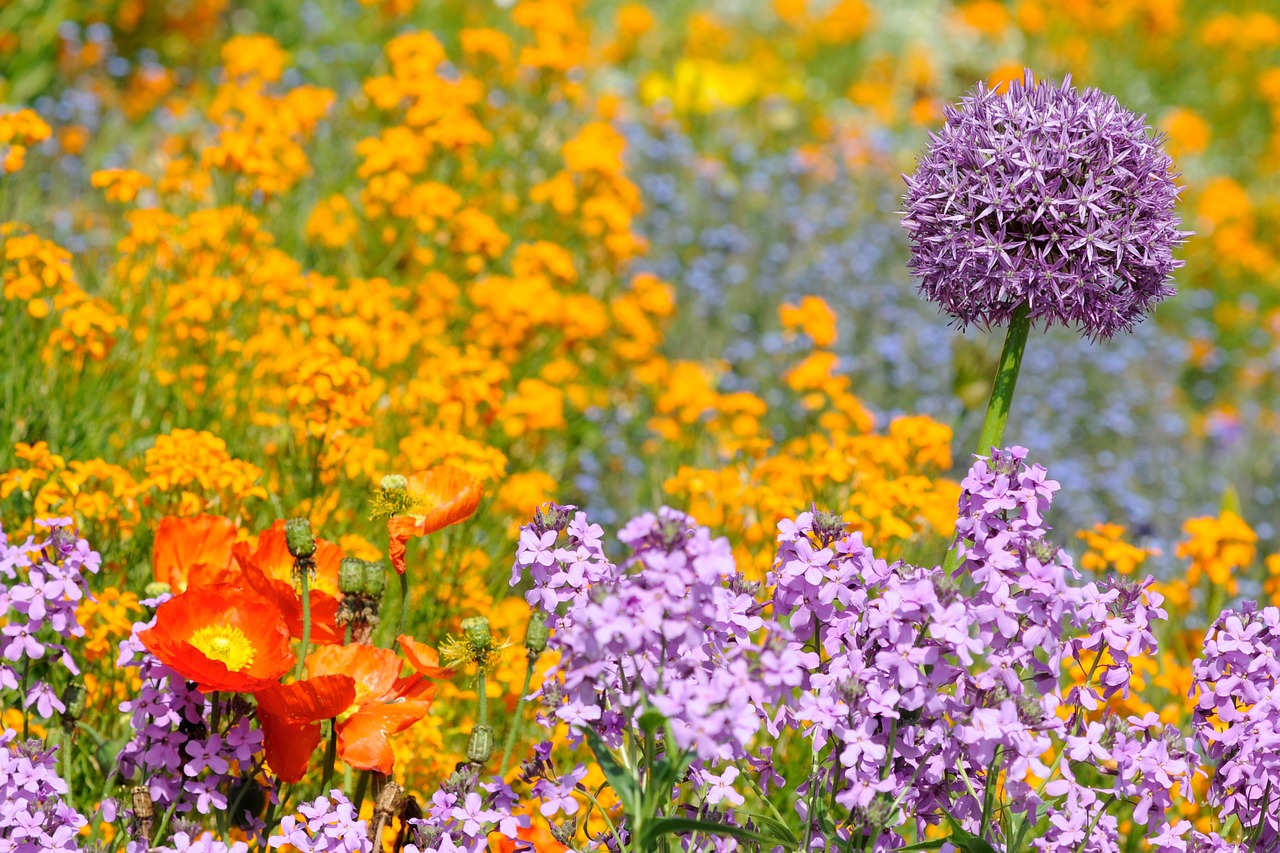 mainau flower bed colorful free photo