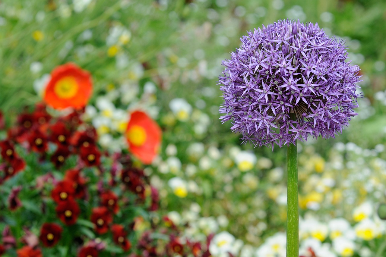 mainau flower bed colorful free photo