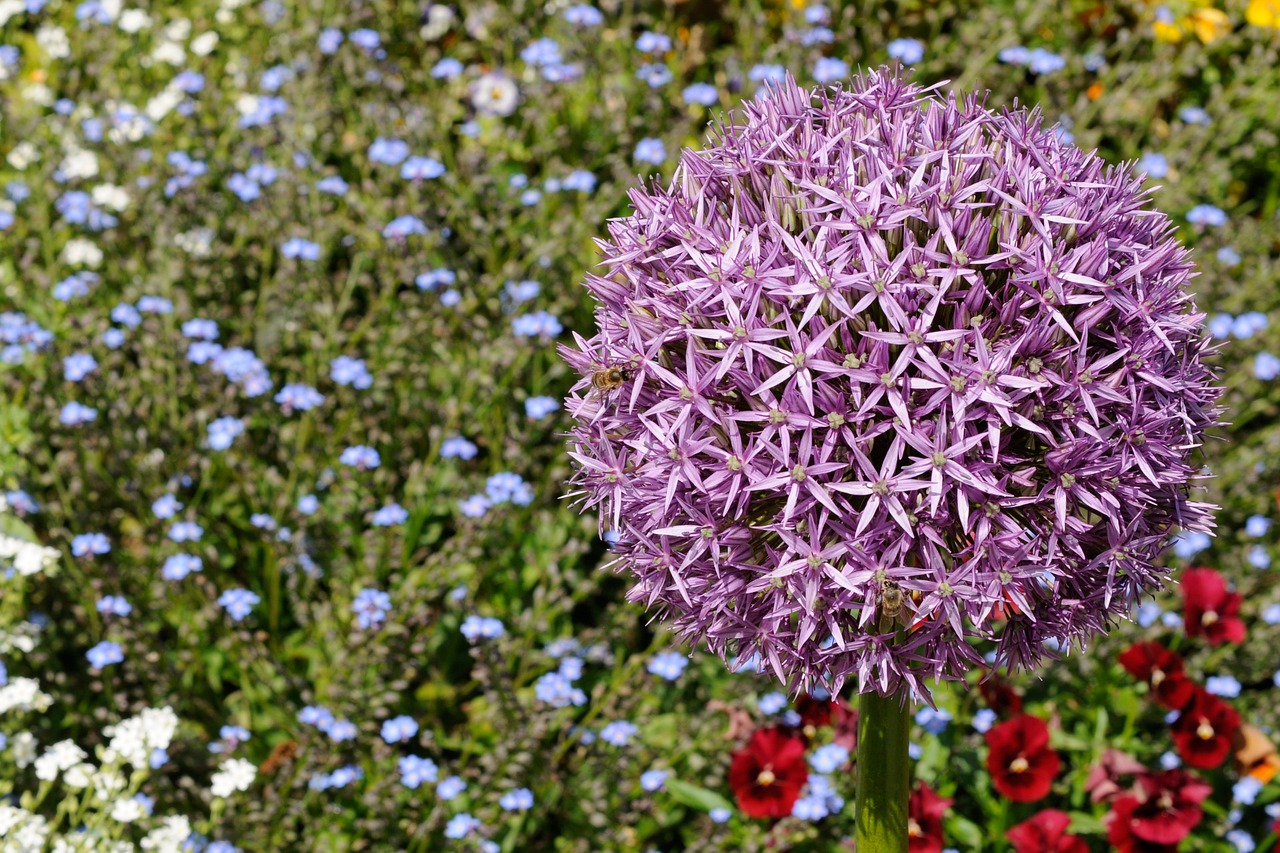 mainau flower bed colorful free photo