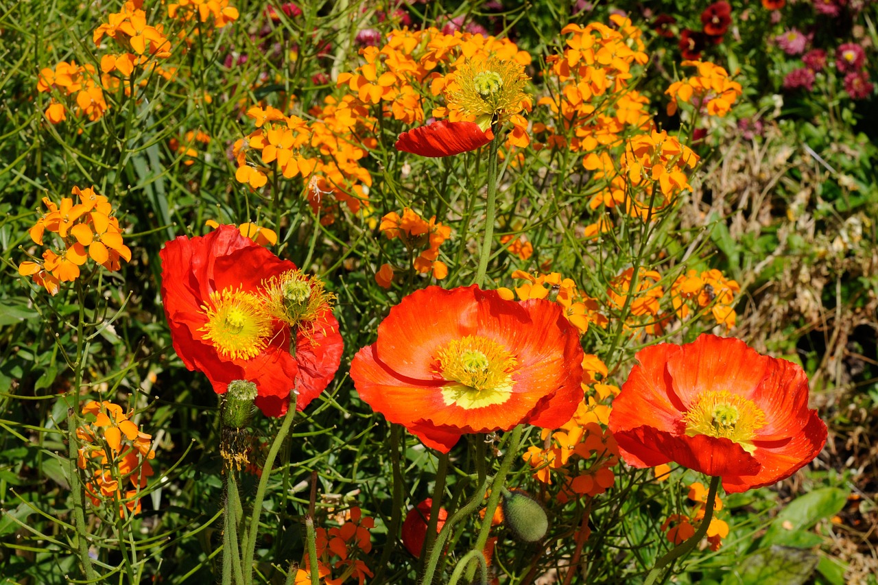 mainau flower bed colorful free photo