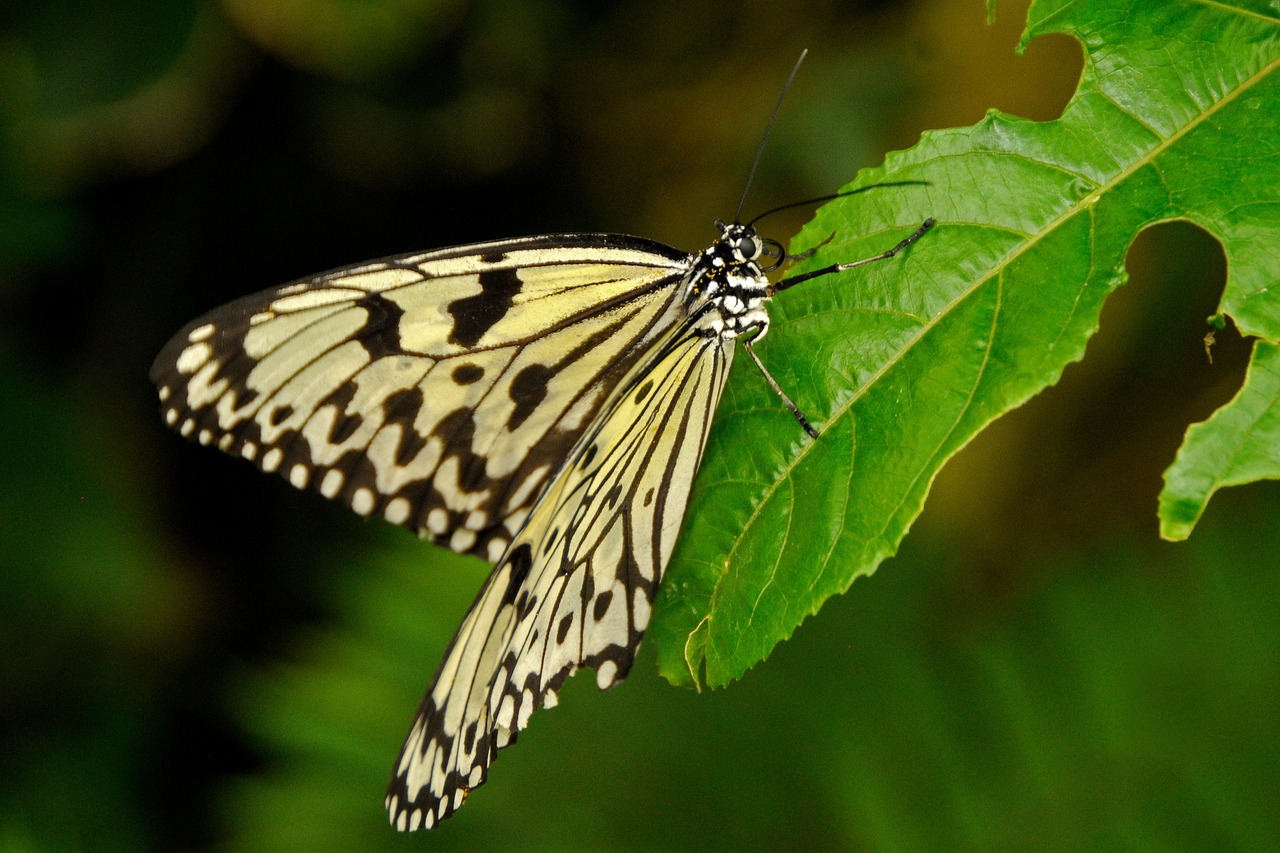 mainau butterfly nature free photo