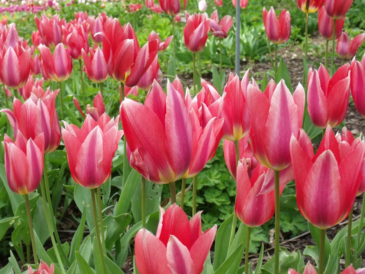 mainau island flowers tulips free photo