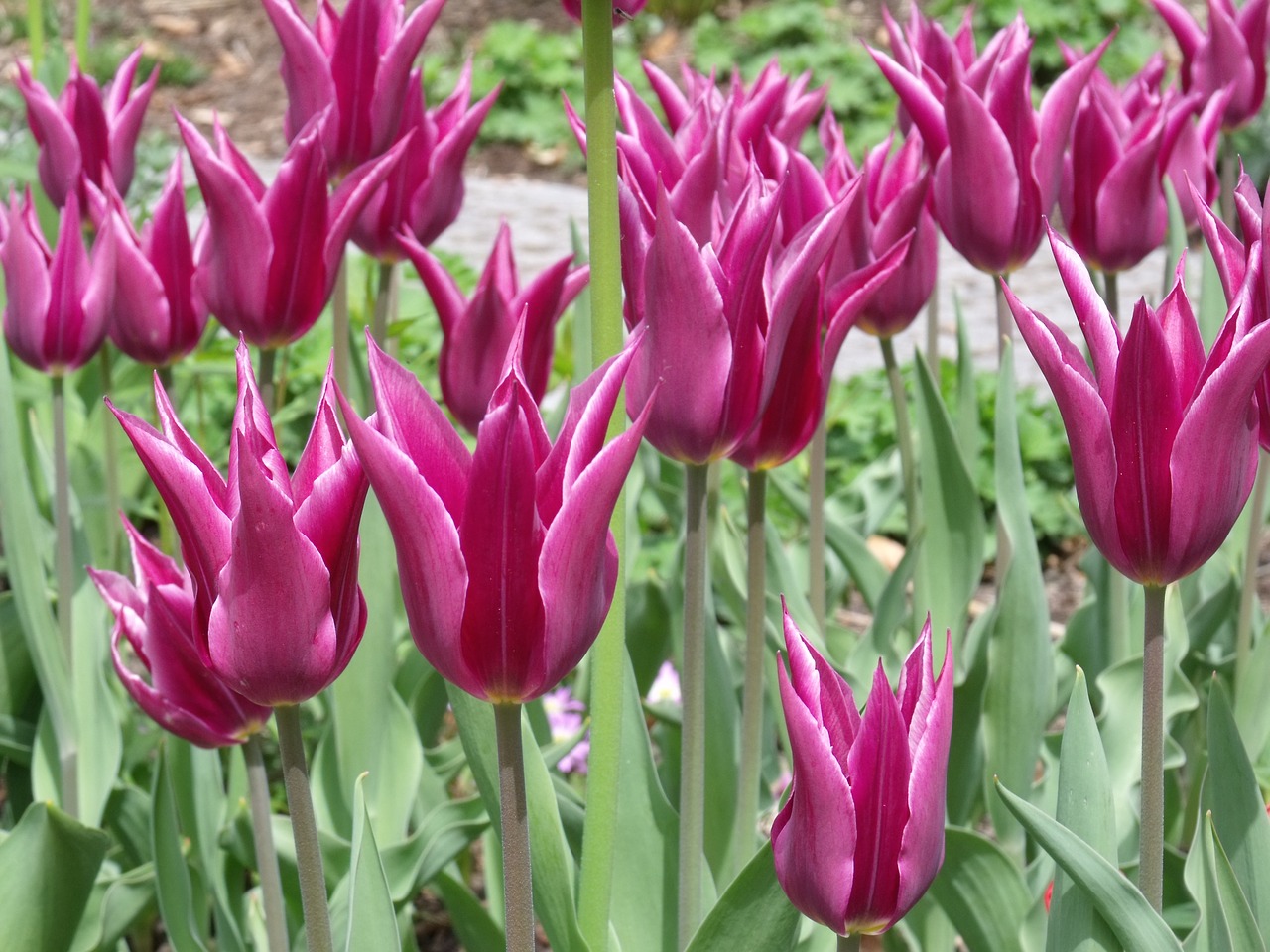 mainau island tulips flower free photo