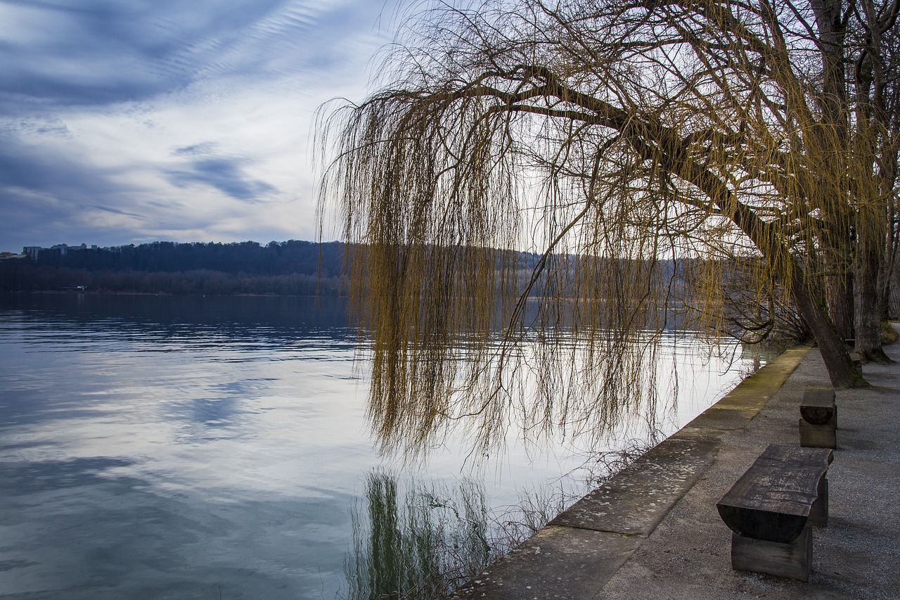 mainau island winter cold free photo