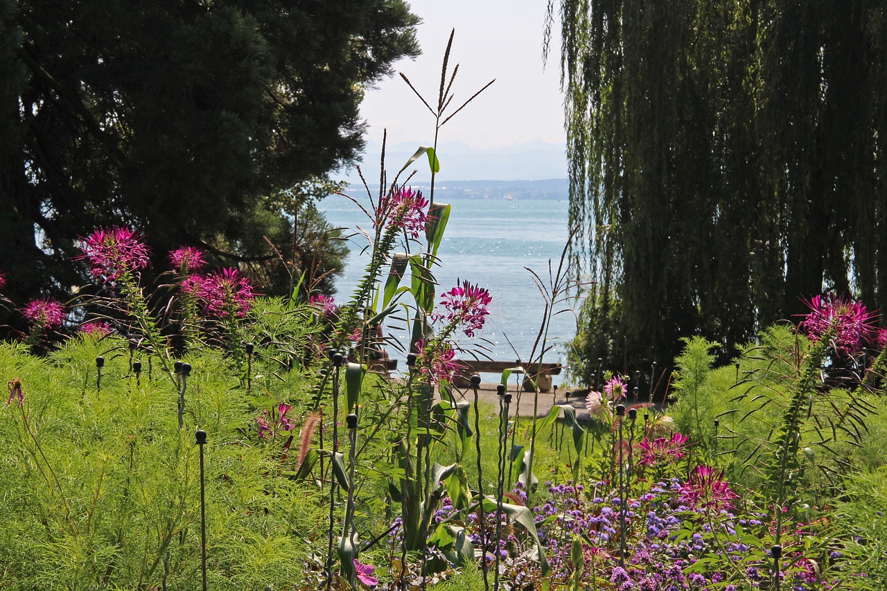 mainau island  flowers  mainau free photo