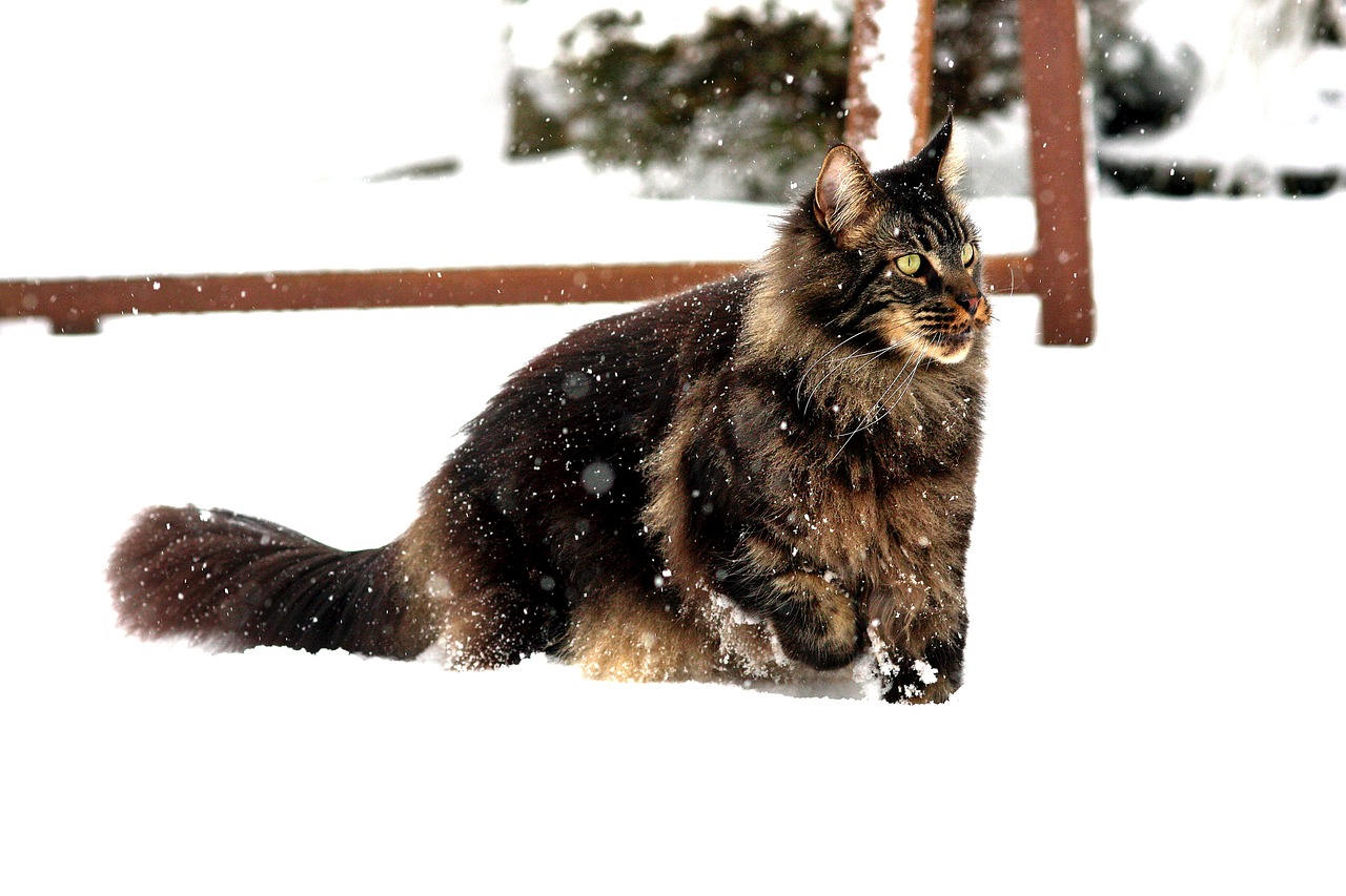 maincoon snow on game free photo