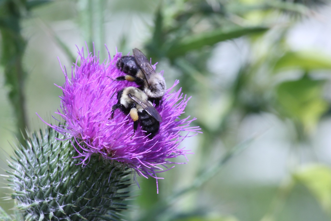 maine honeybee flower free photo