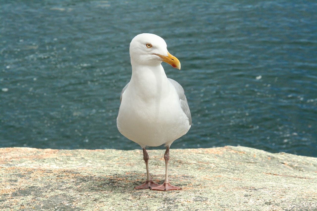 maine seagull sea free photo