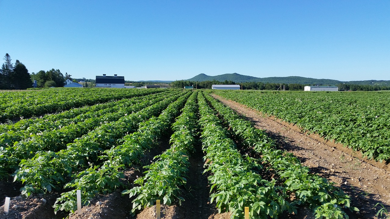 maine potato field free photo